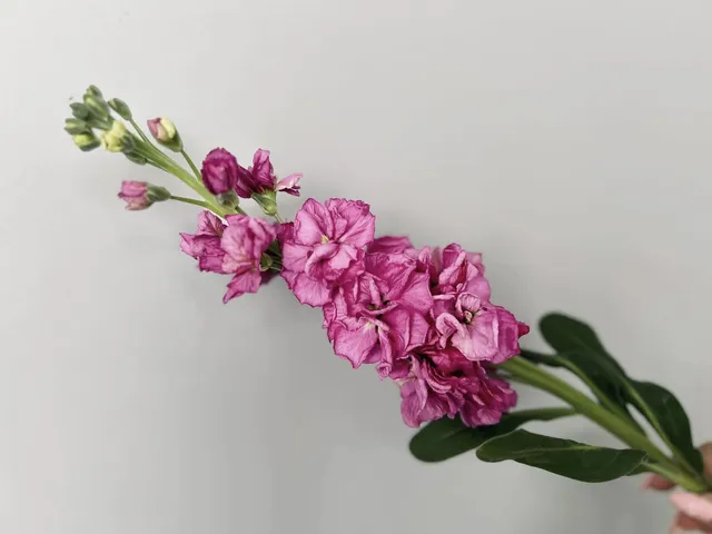 Realizacja Bloom Room